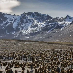 King penguin (Aptenodytes patagonicus) creche within breeding colony King penguin (Aptenodytes patagonicus) creche within breeding colony
