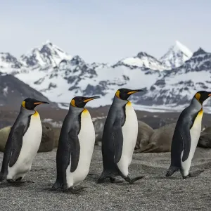 King penguin (Aptenodytes patagonicus) group walking past Southern elephant seal King penguin (Aptenodytes patagonicus) group walking past Southern elephant seal