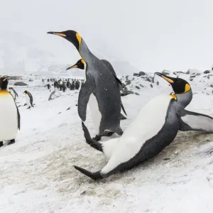 King penguin (Aptenodytes patagonicus) slipping and sliding on an icy slope King penguin (Aptenodytes patagonicus) slipping and sliding on an icy slope