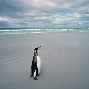 King penguin alone on beach {Aptenodytes patagoni} Falkland Islands