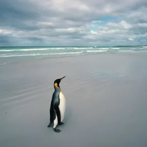King penguin alone on beach {Aptenodytes patagoni} Falkland Islands King penguin alone on beach {Aptenodytes patagoni} Falkland Islands