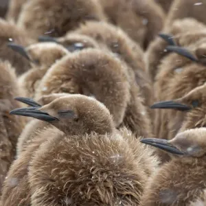 King Penguin chicks (Aptenodytes patagonicus) huddling together in blowing snow for King Penguin chicks (Aptenodytes patagonicus) huddling together in blowing snow for