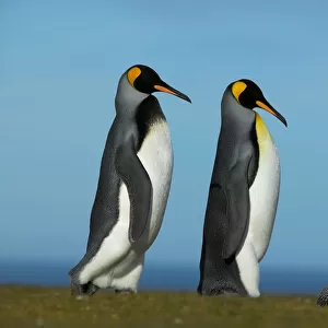 King penguin courtship (Aptenodytes patagonicus) Falkland Islands