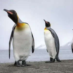 King Penguin Print: Three Aptenodytes patagonicus on South Georgia Shore