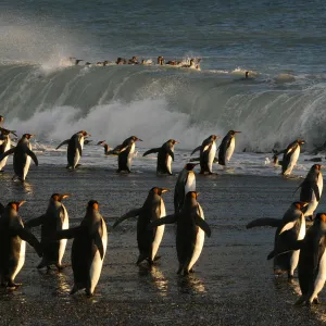 King penguins (Aptenodytes patagonicus) heading out to sea, crossing tidal surf to