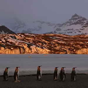 King penguins (Aptenodytes patagonicus) walk along beach, South Georgia