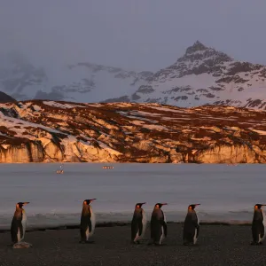 King penguins (Aptenodytes patagonicus) walk along beach, South Georgia