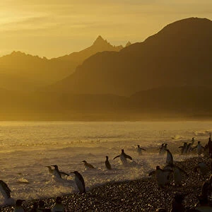 King Penguins (Aptenodytes patagonicus) on beach at sunrise, South Georgia Island, March