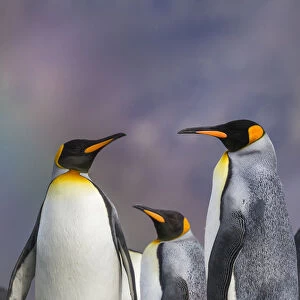 Three King penguins (Aptenodytes patagonicus) in light drizzle with a faint rainbow