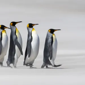 King penguins (Aptenodytes patagonicus) walking in line on a windy beach. Sanders Island