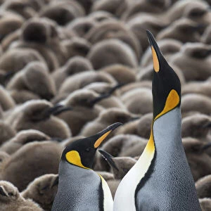 King penguins (Aptenodytes patagonicus) courting in front of a creche of chicks