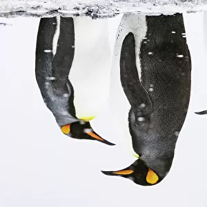 Three King penguins (Aptenodytes patagonicus) reflections in water, Salisbury Plain, South Georgia, Southern Ocean
