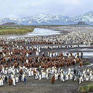 King penguins (Aptenodytes patagonicus) breeding colony with adults and juveniles, snowy mountains in background. Salisbury Plain, South Georgia. November 2018