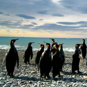 King penguins (Aptenodytes patagonicus) on beach, South Georgia