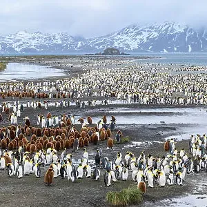 King penguins (Aptenodytes patagonicus) breeding colony with adults and juveniles, snowy mountains in background. Salisbury Plain, South Georgia. November 2018 King penguins (Aptenodytes patagonicus) breeding colony with adults and juveniles, snowy mountains in background. Salisbury Plain, South Georgia. November 2018