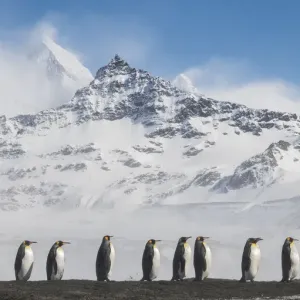 King penguins (Aptenodytes patagonicus) commute to their breeding colony in single file King penguins (Aptenodytes patagonicus) commute to their breeding colony in single file
