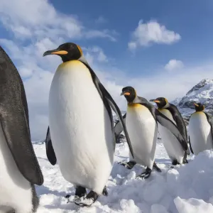 King penguins (Aptenodytes patagonicus) commute along a path in the snow King penguins (Aptenodytes patagonicus) commute along a path in the snow