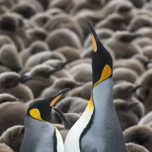 King penguins (Aptenodytes patagonicus) courting in front of a creche of chicks King penguins (Aptenodytes patagonicus) courting in front of a creche of chicks