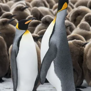 King penguins (Aptenodytes patagonicus) courtship display in front of a creche of chicks King penguins (Aptenodytes patagonicus) courtship display in front of a creche of chicks