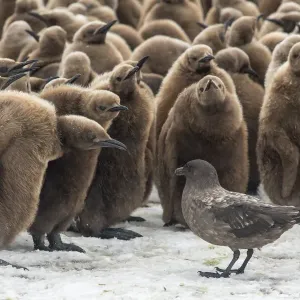 King penguins (Aptenodytes patagonicus) gather to defend themselves against a nearby King penguins (Aptenodytes patagonicus) gather to defend themselves against a nearby