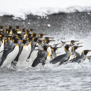 King penguins (Aptenodytes patagonicus) gather in a tight group, as they go to sea King penguins (Aptenodytes patagonicus) gather in a tight group, as they go to sea