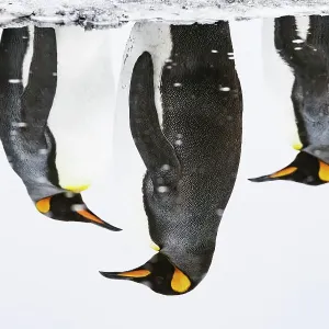Three King penguins (Aptenodytes patagonicus) reflections in water, Salisbury Plain, South Georgia, Southern Ocean Three King penguins (Aptenodytes patagonicus) reflections in water, Salisbury Plain, South Georgia, Southern Ocean