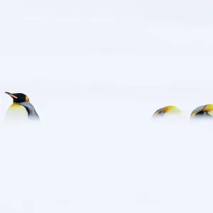 Three King penguins (Aptenodytes patagonicus) resting in snowy conditions, South Georgia Three King penguins (Aptenodytes patagonicus) resting in snowy conditions, South Georgia