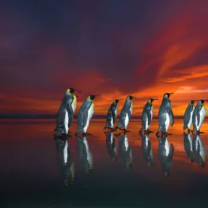 King penguins (Aptenodytes patagonicus) at sunrise, Falklands. Highly honoured in the Ocean View Category of the Nature's Best Windland Smith Rice Ocean View Competition 2017