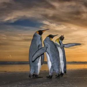 King penguins (Aptenodytes patagonicus) at sunrise