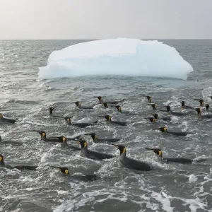 King penguins (Aptenodytes patagonicus) swimming in the surf to clean their plumage King penguins (Aptenodytes patagonicus) swimming in the surf to clean their plumage
