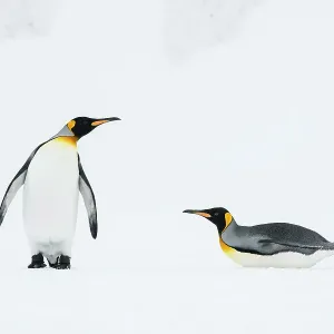 King penguins (Aptenodytes patagonicus) walk back to their breeding colony. Right Whale Bay, South Georgia Island King penguins (Aptenodytes patagonicus) walk back to their breeding colony. Right Whale Bay, South Georgia Island
