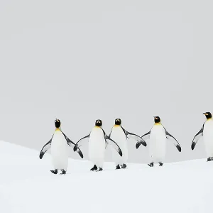 King penguins (Aptenodytes patagonicus) walking back to their breeding colony. Right Whale Bay, South Georgia Island King penguins (Aptenodytes patagonicus) walking back to their breeding colony. Right Whale Bay, South Georgia Island