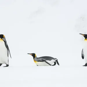 King penguins (Aptenodytes patagonicus) walking back to their breeding colony King penguins (Aptenodytes patagonicus) walking back to their breeding colony