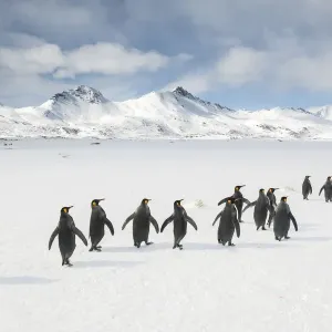 King penguins (Aptenodytes patagonicus) walking to the breeding colony King penguins (Aptenodytes patagonicus) walking to the breeding colony