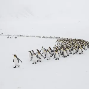 King penguins (Aptenodytes patagonicus) walking from their breeding colony to Right King penguins (Aptenodytes patagonicus) walking from their breeding colony to Right