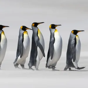 King penguins in line on windy beach print