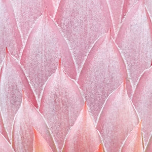 King Protea (Protea cynaroides) bud close-up detail. Maui, Hawaii, February