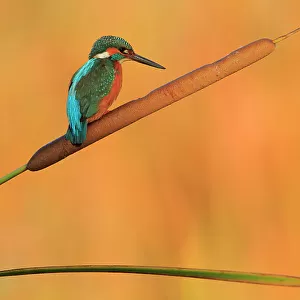 Kingfisher (Alcedo athis) perched on bull rush, Ubrique, Andalusia, Southern Spain, November