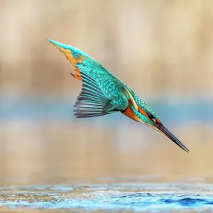 Le martin-pêcheur (Alcedo atthis) plonge dans l'eau pour attraper un poisson, près de Bourne, Lincolnshire, Angleterre, Royaume-Uni. Janvier. Le martin-pêcheur (Alcedo atthis) plonge dans l'eau pour attraper un poisson, près de Bourne, Lincolnshire, Angleterre, Royaume-Uni. Janvier.
