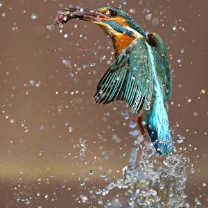 Kingfisher (Alcedo atthis) flying up from water with caught fish, Worcestershire