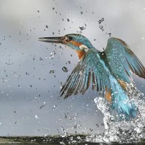 Picione d'acqua maschio (Alcedo atthis), dopo il tuffo, decollo dall'acqua, Lorena, Francia, luglio. Picione d'acqua maschio (Alcedo atthis), dopo il tuffo, decollo dall'acqua, Lorena, Francia, luglio.