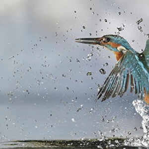 Kingfisher (Alcedo atthis) male, after diving, taking off from water, Lorraine, France, July