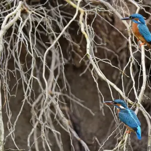 Kingfisher Print: Perched Pair on Nesting Root Kingfisher Print: Perched Pair on Nesting Root