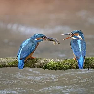 Kingfisher (Alcedo atthis) male passing fish to female, courtship behaviour, Lorraine