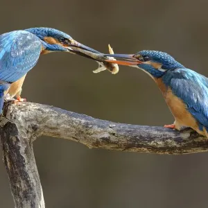 Kingfisher (Alcedo atthis) male passing fish to female, courtship behaviour, Lorraine Kingfisher (Alcedo atthis) male passing fish to female, courtship behaviour, Lorraine