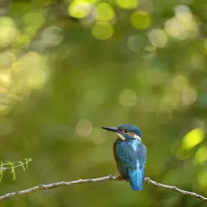 Kingfisher (Alcedo atthis) male perched on branch, Lorraine, France, July