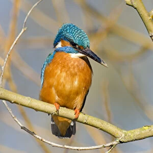 Kingfisher (Alcedo atthis) male perched in tree with mud on beak, Hertfordshire, England
