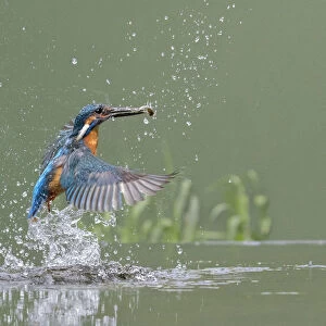 Kingfisher (Alcedo atthis) male taking off from water after diving for fish, Worcestershire