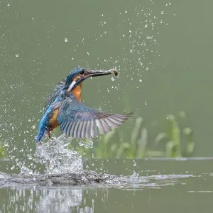 Kingfisher (Alcedo atthis) male taking off from water after diving for fish, Worcestershire Kingfisher (Alcedo atthis) male taking off from water after diving for fish, Worcestershire