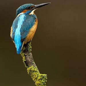 Kingfisher (Alcedo atthis) perched. Worcestershire, UK, October